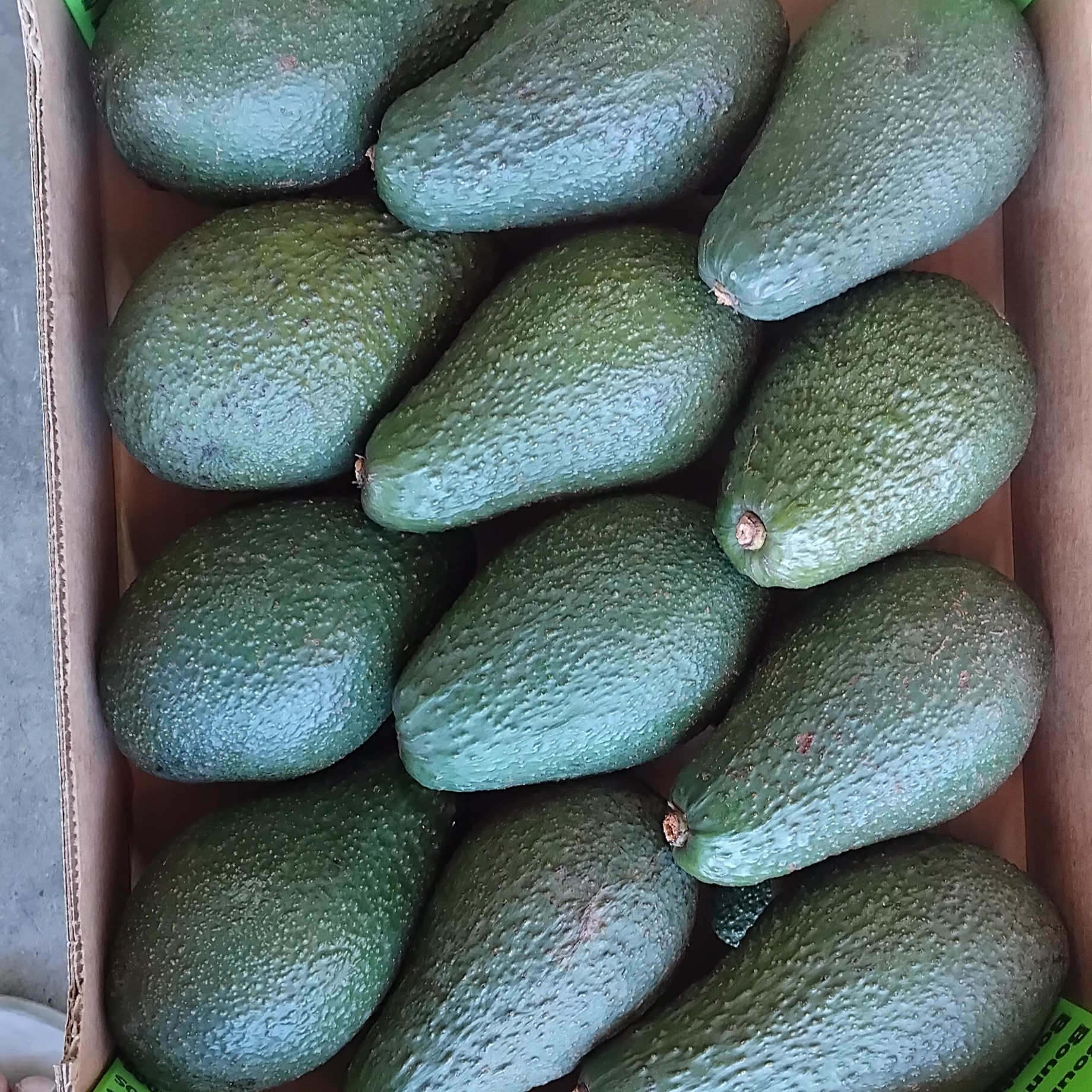 Avocados