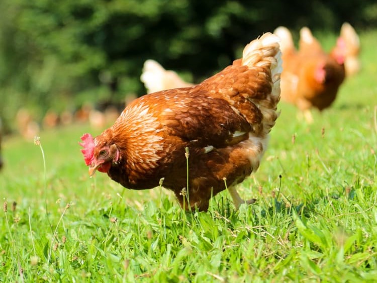 Free range eggs delivery