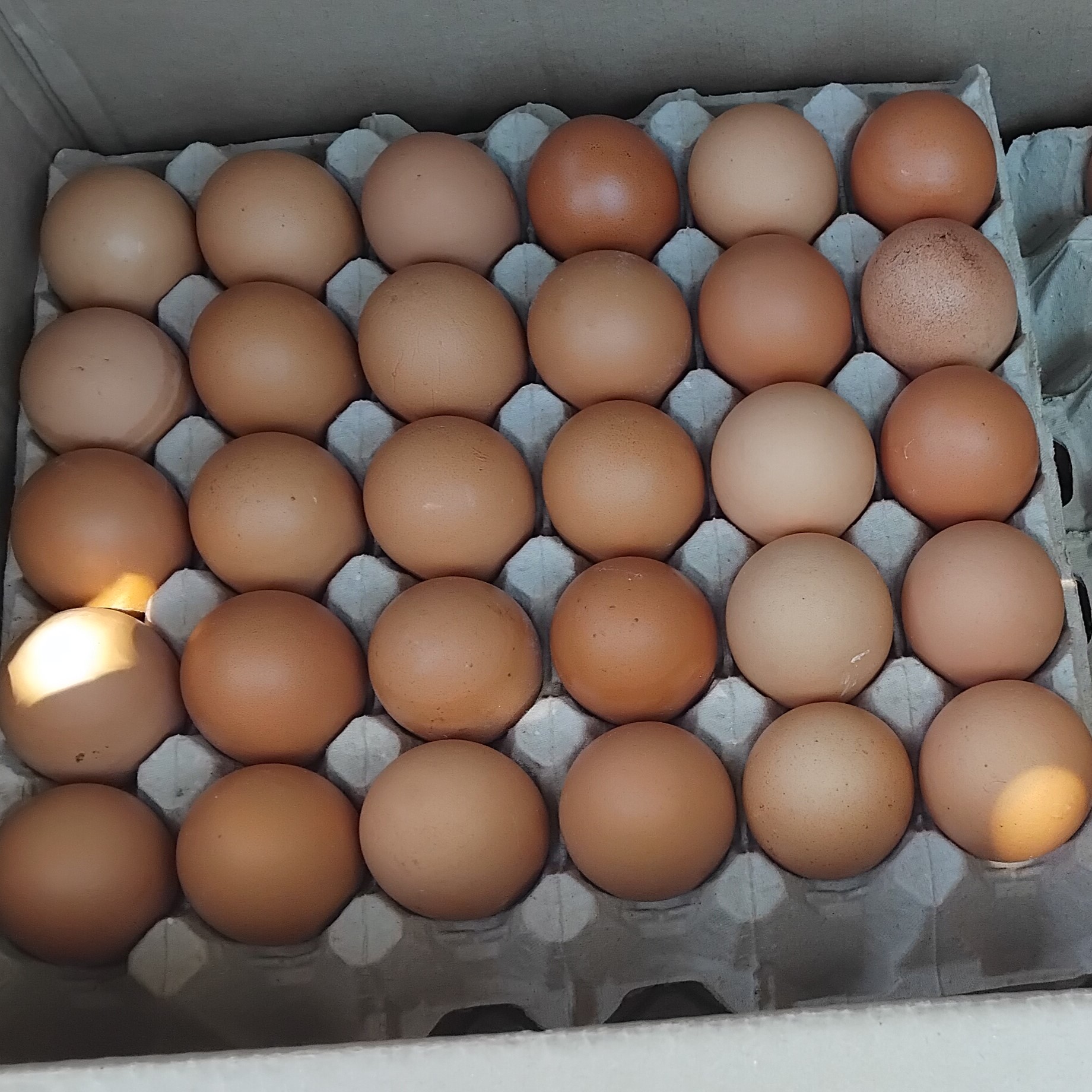 Farm fresh free-range double-yolk eggs